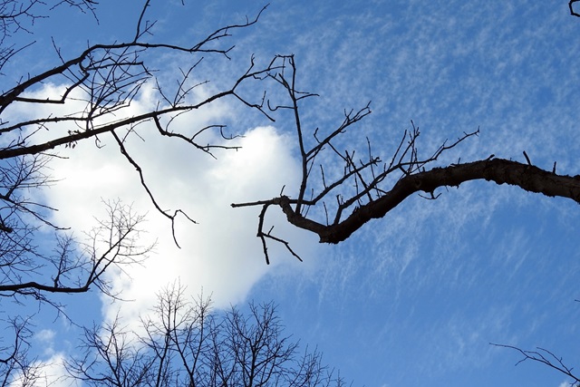 Himmel mit kahlen Bäumen