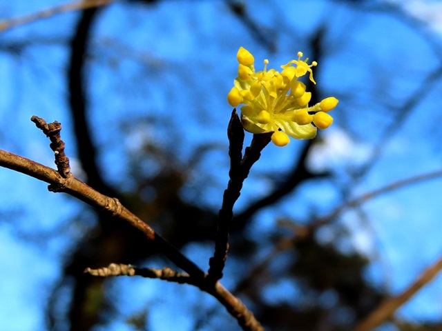 Gelbe Blüte an einem Baum